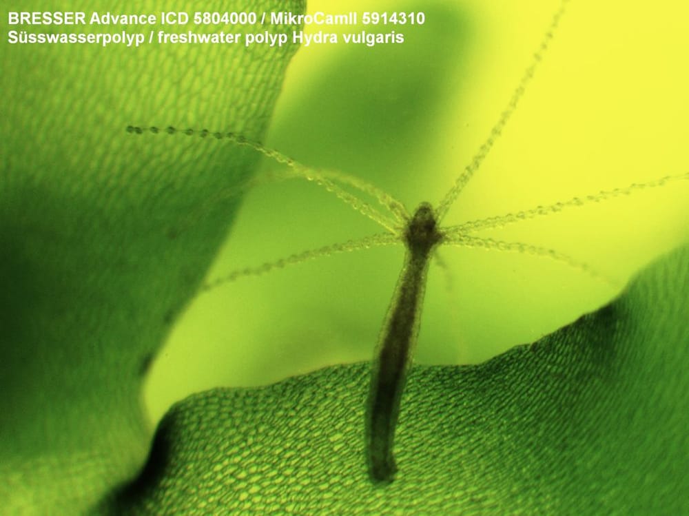 Mikroskop Bresser Advance ICD 10x–160x 7 Mikroskop Bresser Advance ICD 10x–160x -