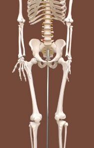 Szkielet Człowieka 180 cm