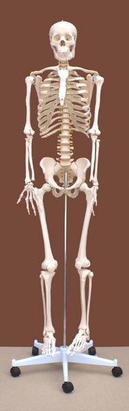 Szkielet Człowieka 180 cm 3 Szkielet Człowieka 180 cm -