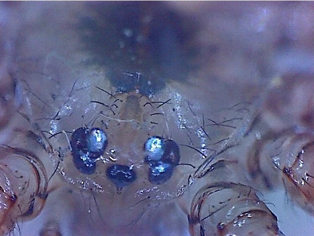 Omegon DigitalView Mikroskop ręczny USB 5 Omegon DigitalView Mikroskop ręczny USB -