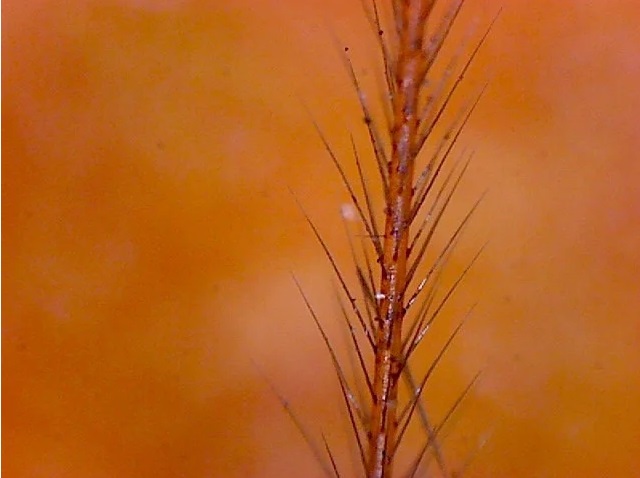 Omegon DigitalView Mikroskop ręczny USB 6 Omegon DigitalView Mikroskop ręczny USB -