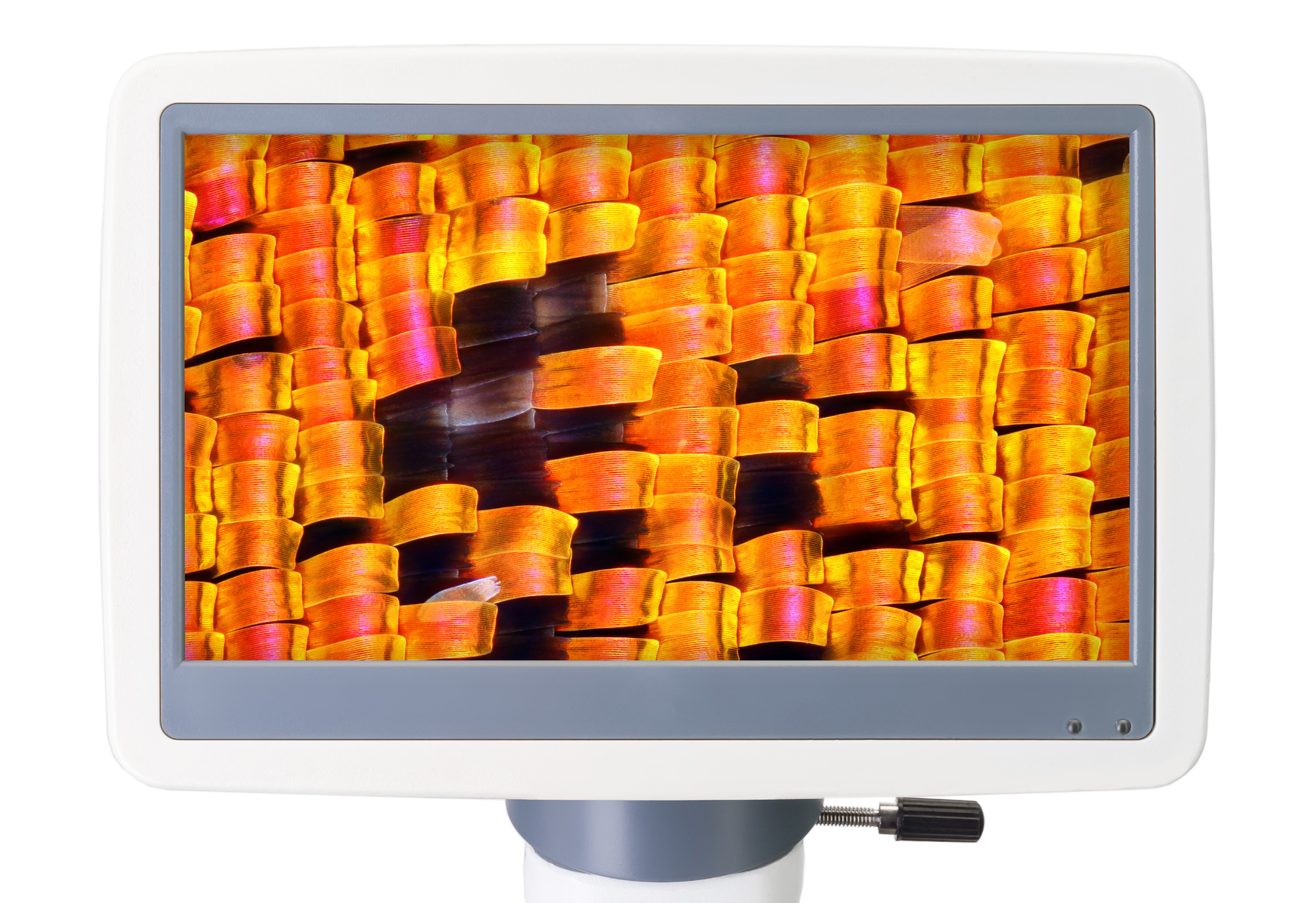 Mikroskop cyfrowy Levenhuk D95L LCD 8 Mikroskop cyfrowy Levenhuk D95L LCD -