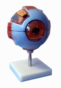 Model oka 6 - częściowy - Zielona Pracownia