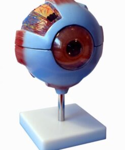 Model oka 6 - częściowy