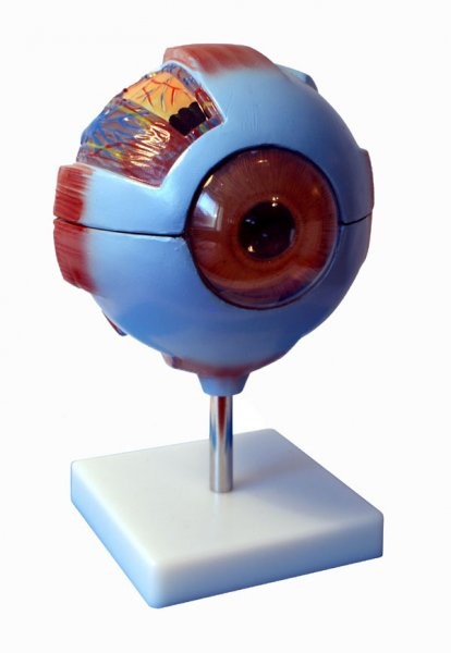 Model oka 6 - częściowy 3 Model oka 6 - częściowy -