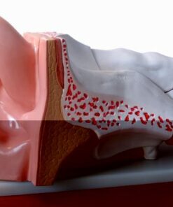 Model ucha 4 - częściowy