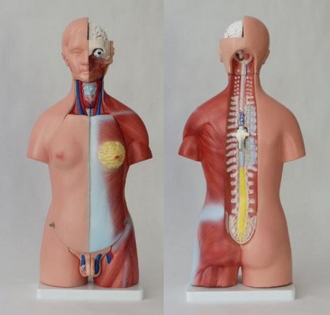 Tułów człowieka 45 cm 3 Tułów człowieka 45 cm -