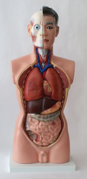 Tułów człowieka 85cm 3 Tułów człowieka 85cm -