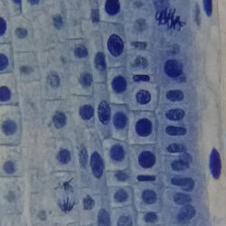 73761_bresser-microscope-erudit-basic-40-400x_18 Mikroskopowy obraz komórek roślinnych w różnych fazach podziału mitotycznego.