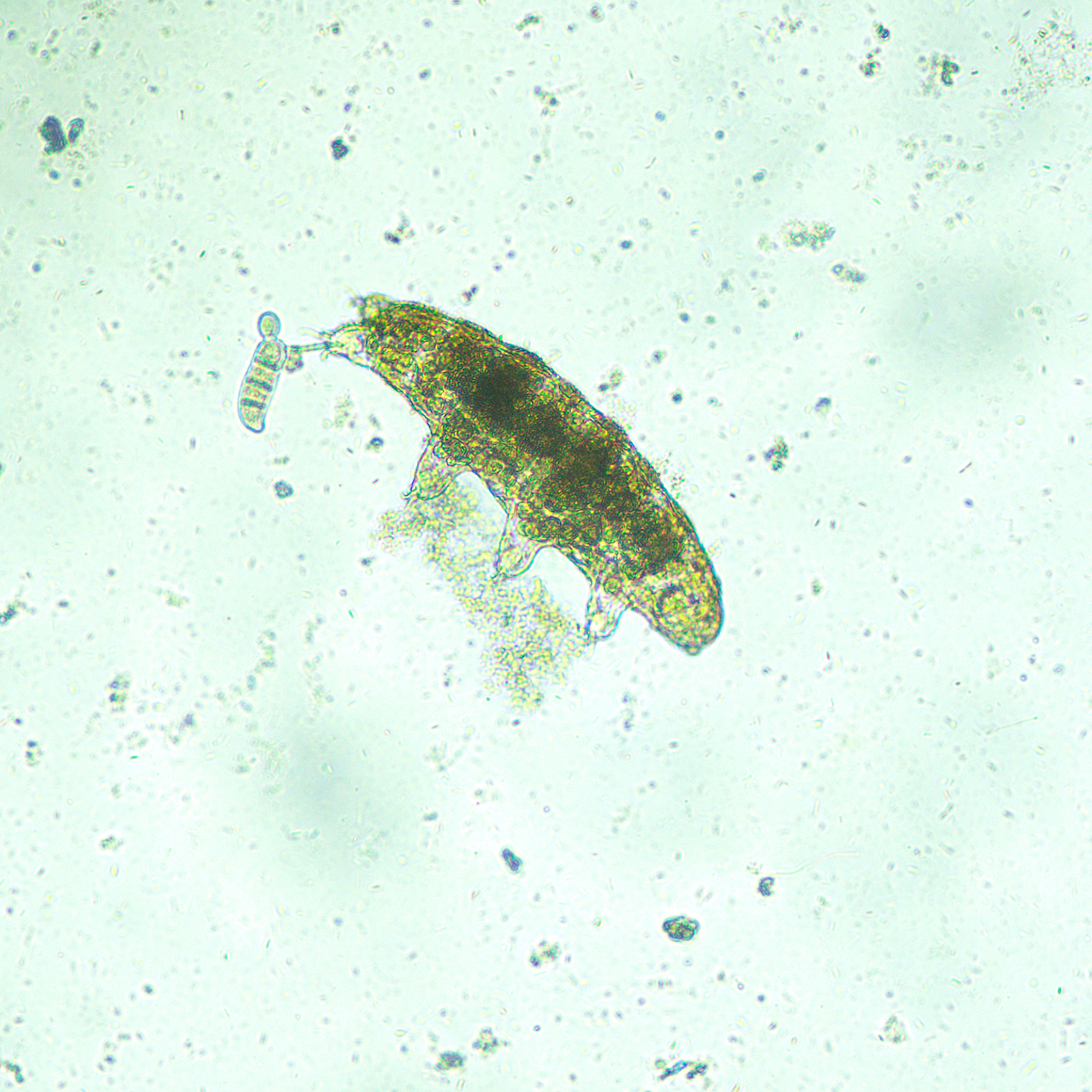 Odwrócony mikroskop biologiczny MAGUS Bio V300 15 Odwrócony mikroskop biologiczny MAGUS Bio V300 -