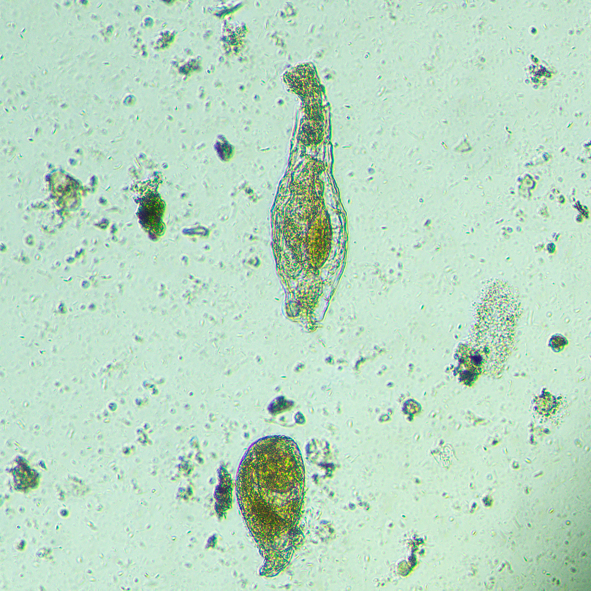 Odwrócony mikroskop biologiczny MAGUS Bio V300 16 Odwrócony mikroskop biologiczny MAGUS Bio V300 -