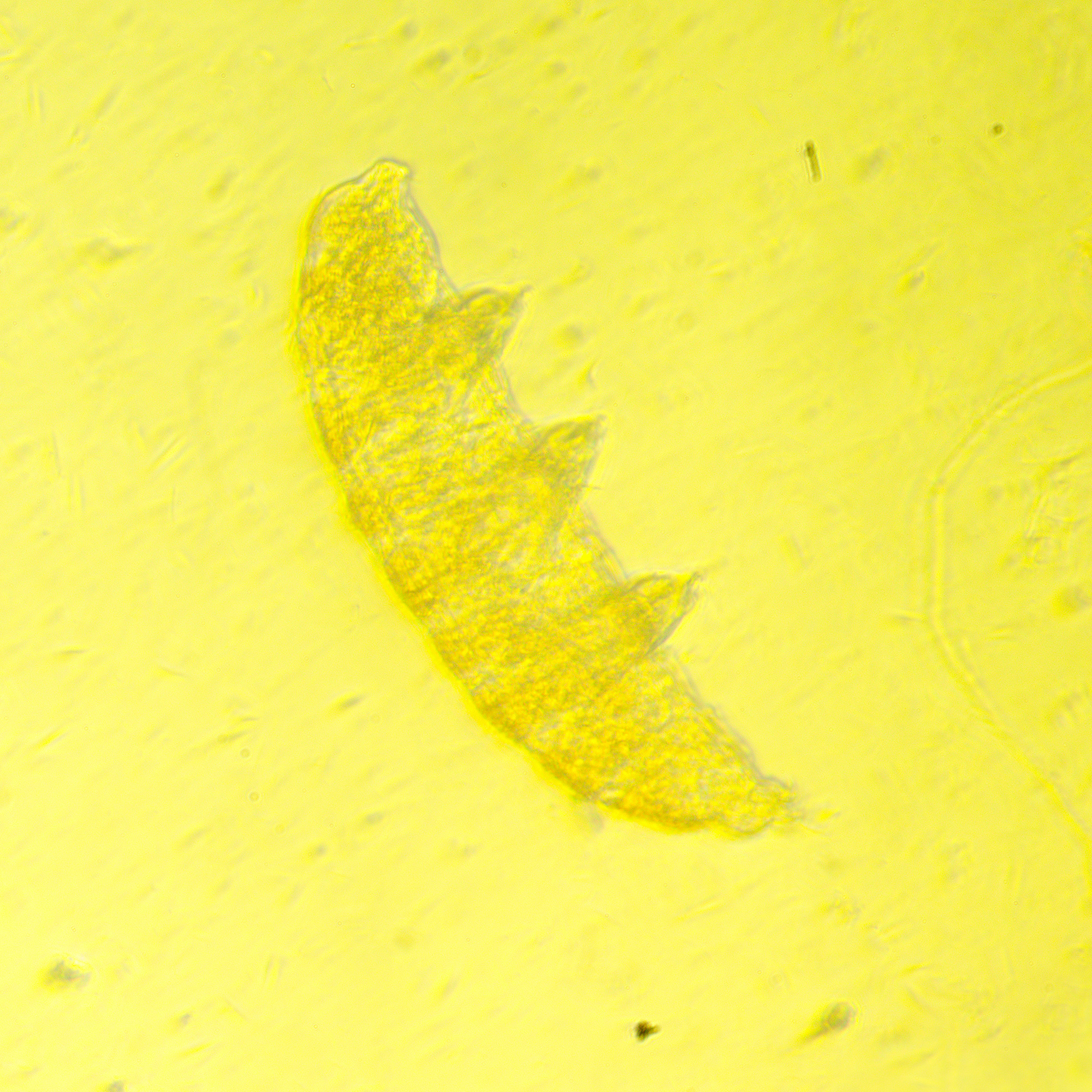 Odwrócony mikroskop biologiczny MAGUS Bio V350 21 Odwrócony mikroskop biologiczny MAGUS Bio V350 -