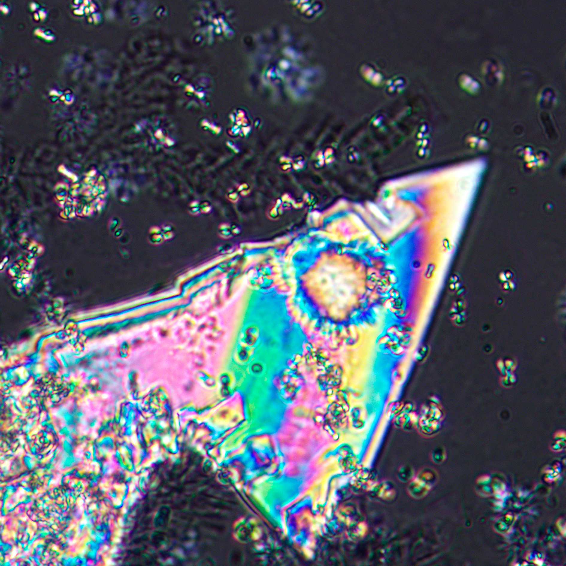 Mikroskop polaryzacyjny MAGUS Pol 800 19 Mikroskop polaryzacyjny MAGUS Pol 800 -