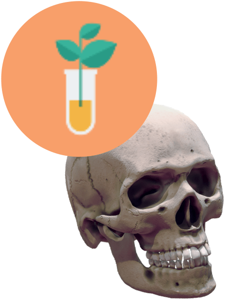 Ludzka czaszka z ikoną probówki z kiełkującą rośliną.