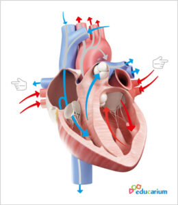 Mata anatomiczna - wędrówka przez serce -