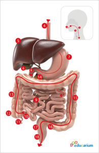 Mata anatomiczna - wędrówka przez układ pokarmowy -