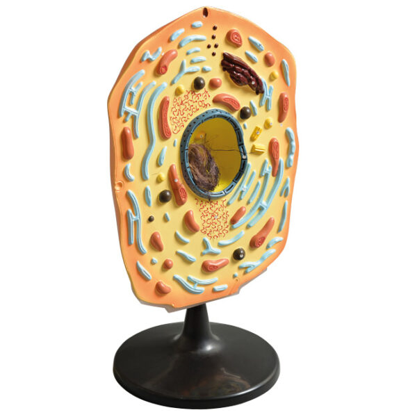 Model anatomiczny komórki zwierzęcej na czarnej podstawie.