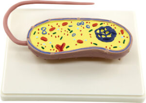 Model bakterii chorobotwórczej - Pracownie przyrodnicze