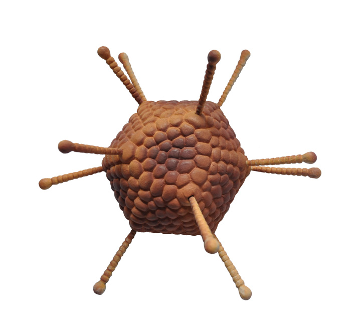 Model wirusa - adenowirus 3 Model wirusa - adenowirus -