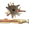 Neuron - komórka nerwowa - model reliefowy 1 Neuron - komórka nerwowa - model reliefowy -