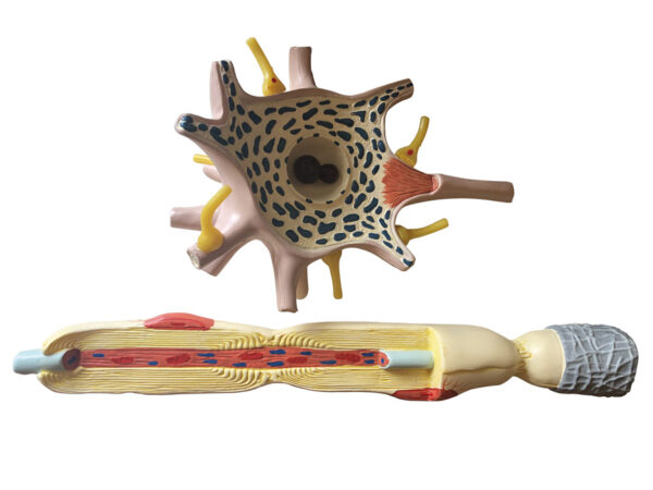 Model anatomiczny komórki nerwowej (neuronu) wraz z przekrojem aksonu.