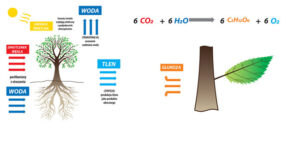 Fotosynteza - schemat magnetyczny -