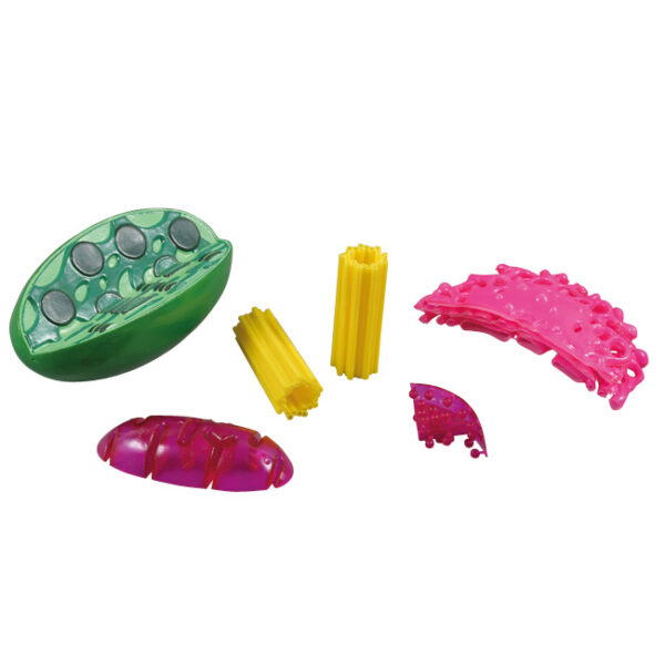 Plastikowe modele organelli komórkowych: chloroplast, mitochondria, rybosomy i retikulum endoplazmatyczne.