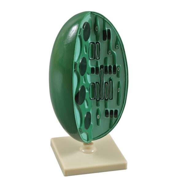 Model edukacyjny chloroplastu na podstawie.