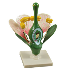 Model kwiatu brzoskwini - z zalążnią i zalążkiem - Pracownie przyrodnicze