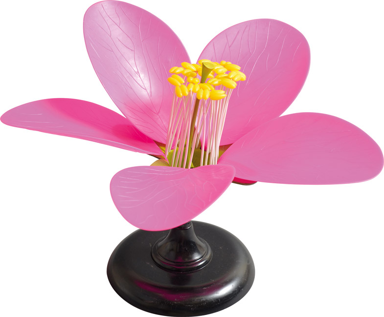 Model kwiatu brzoskwini - podstawowy 3 Model kwiatu brzoskwini - podstawowy -