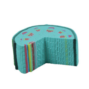 Model łodygi rośliny dwuliściennej - Educarium