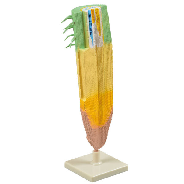Model anatomiczny przekroju wierzchołka korzenia rośliny.