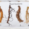 Systemy korzeniowe - okazy w akrylu -