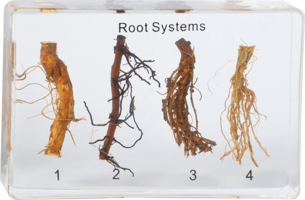 Cztery różne systemy korzeniowe roślin zatopione w bloku z żywicy, podpisane "Root Systems" oraz numerami od 1 do 4.