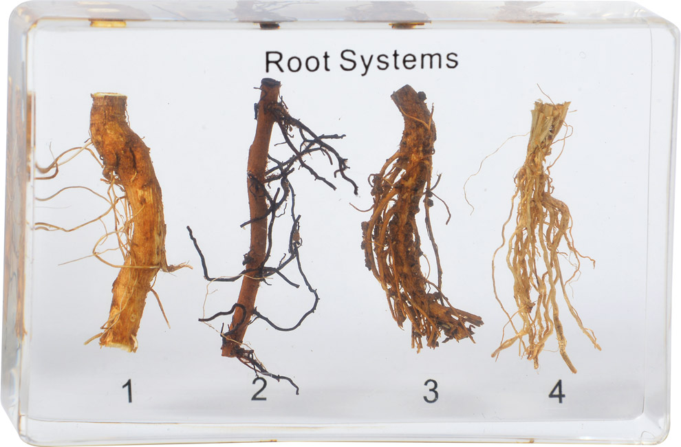 Systemy korzeniowe - okazy w akrylu 3 Systemy korzeniowe - okazy w akrylu -