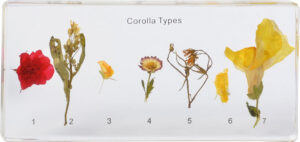 Korony kwiatów - 7 okazów w akrylu - Pracownie przyrodnicze