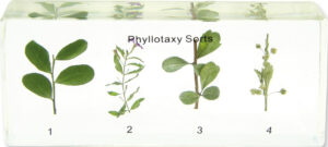 Ulistnienie - okazy w akrylu - Educarium