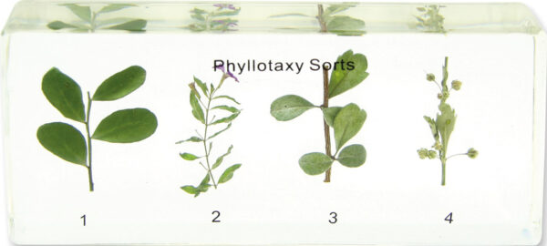 Próbka edukacyjna "Phyllotaxy Sorts" z czterema różnymi układami liści zatopionymi w bloku z żywicy.
