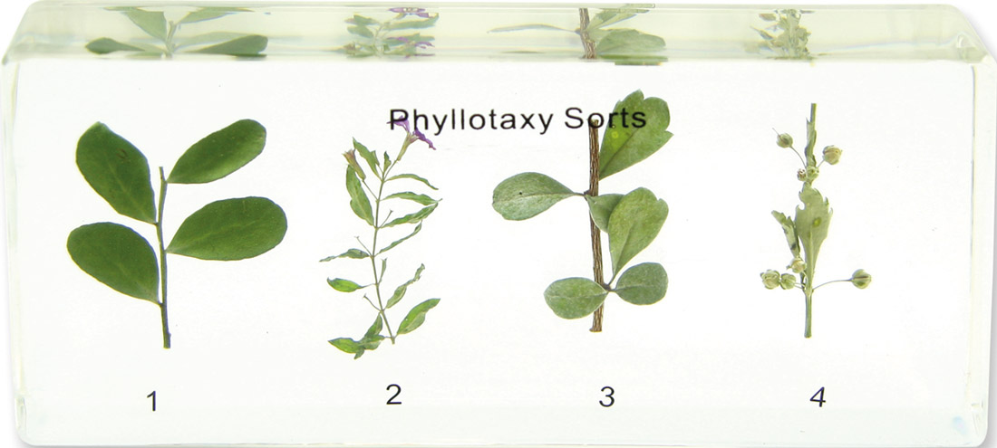 Ulistnienie - okazy w akrylu 3 Ulistnienie - okazy w akrylu -