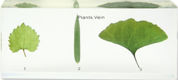 Trzy liście o różnym unerwieniu zatopione w żywicy, podpisane "Plants Vein" oraz numerami 1, 2 i 3.
