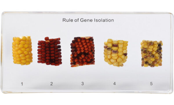Pięć próbek kolb kukurydzy z różnym rozmieszczeniem ziaren w przezroczystym bloku z napisem "Rule of Gene Isolation".