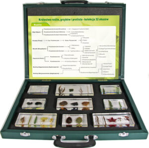 Królestwo roślin, grzybów i protista - kolekcja 32 okazów - Pracownie przyrodnicze