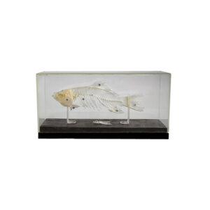 Szkielet karpia - model na podstawie - Educarium