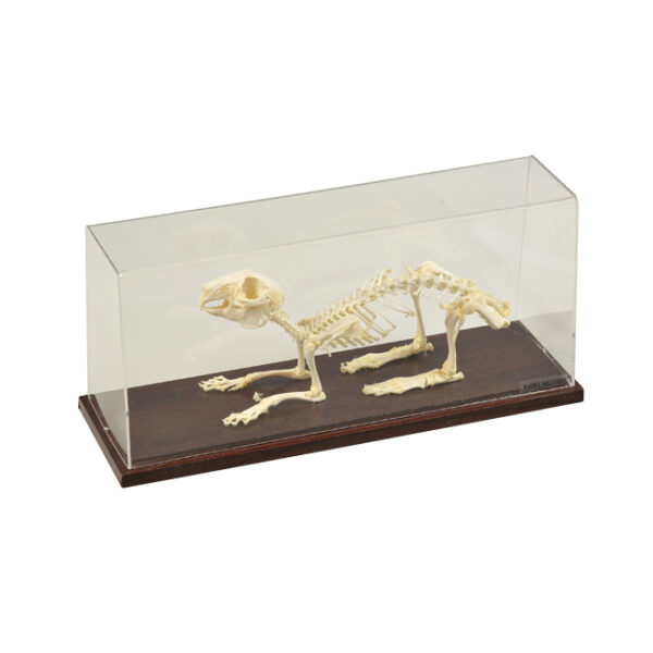 Szkielet królika w szklanej gablotce na drewnianej podstawie z napisem "RABBIT SKELETON".