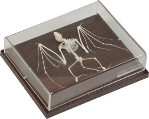 Szkielet nietoperza - model na podstawie - Educarium