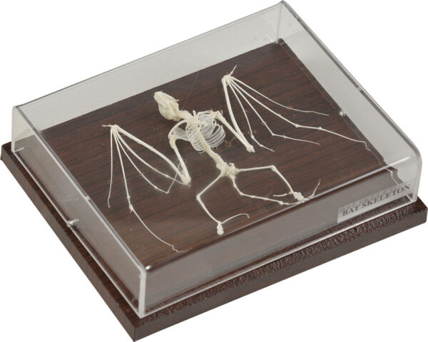 Szkielet nietoperza w szklanej gablocie z napisem "BAT SKELETON".