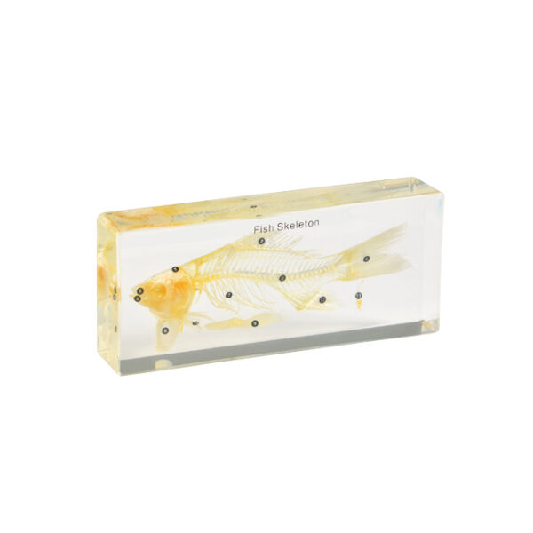 Szkielet ryby zatopiony w bloku żywicy z oznaczeniami anatomicznymi i napisem "Fish Skeleton".