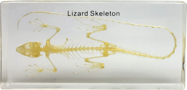Szkielet jaszczurki zatopiony w przezroczystym bloku z napisem "Lizard Skeleton"