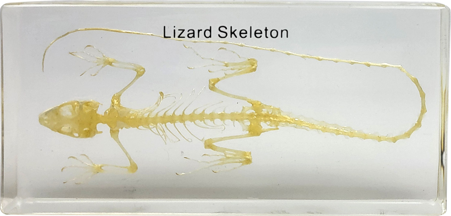 Szkielet jaszczurki - okaz w akrylu 3 Szkielet jaszczurki - okaz w akrylu -