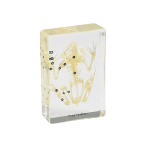 Szkielet ropuchy - okaz w akrylu - Educarium